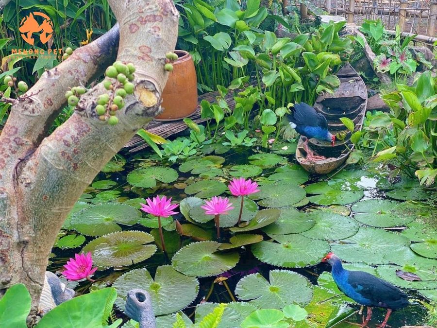 Chuồng Nuôi Chim Trích Cồ Đẹp Cho Sân Vườn Hiện Đại